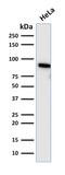 TLE Family Member 1, Transcriptional Corepressor antibody, GTX17946, GeneTex, Western Blot image 