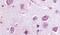 P2Y Receptor Family Member 8 antibody, PA5-32963, Invitrogen Antibodies, Immunohistochemistry frozen image 
