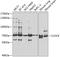 Clock Circadian Regulator antibody, 19-767, ProSci, Western Blot image 