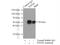 PTPN1 antibody, 11334-1-AP, Proteintech Group, Immunoprecipitation image 