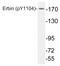 Erbb2 Interacting Protein antibody, LS-C291495, Lifespan Biosciences, Western Blot image 