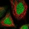 WD Repeat Domain 41 antibody, NBP1-83812, Novus Biologicals, Immunofluorescence image 