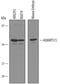 ADAM Metallopeptidase With Thrombospondin Type 1 Motif 15 antibody, AF5149, R&D Systems, Western Blot image 