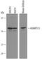 ADAM Metallopeptidase With Thrombospondin Type 1 Motif 15 antibody, AF5149, R&D Systems, Western Blot image 