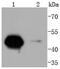 Cyclin A2 antibody, NBP2-67754, Novus Biologicals, Western Blot image 