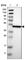 WSC Domain Containing 2 antibody, HPA013346, Atlas Antibodies, Western Blot image 