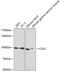 Cullin 5 antibody, 19-621, ProSci, Western Blot image 