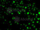 Arginine And Serine Rich Coiled-Coil 1 antibody, A7210, ABclonal Technology, Immunofluorescence image 