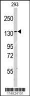 Leucyl-TRNA Synthetase antibody, 62-892, ProSci, Western Blot image 