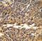 Exocyst Complex Component 5 antibody, LS-C167859, Lifespan Biosciences, Immunohistochemistry frozen image 