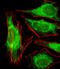 Protein Phosphatase 2 Regulatory Subunit Balpha antibody, A04159, Boster Biological Technology, Immunofluorescence image 