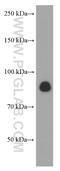 C-X3-C Motif Chemokine Ligand 1 antibody, 60339-1-Ig, Proteintech Group, Western Blot image 