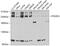 RNA Polymerase II Subunit A antibody, 18-506, ProSci, Western Blot image 