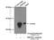 Mitochondrial Ribosomal Protein S23 antibody, 18345-1-AP, Proteintech Group, Immunoprecipitation image 