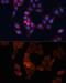 Heat Shock Protein Family B (Small) Member 1 antibody, GTX35243, GeneTex, Immunofluorescence image 