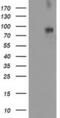 Dipeptidyl Peptidase Like 10 antibody, MA5-25691, Invitrogen Antibodies, Western Blot image 