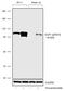 Tripartite Motif Containing 28 antibody, 702084, Invitrogen Antibodies, Western Blot image 