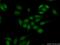 Lysine Demethylase 5A antibody, 18825-1-AP, Proteintech Group, Immunofluorescence image 