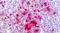 G Protein-Coupled Receptor 161 antibody, PA5-33653, Invitrogen Antibodies, Immunohistochemistry frozen image 