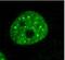 Small Ubiquitin Like Modifier 3 antibody, orb385485, Biorbyt, Immunofluorescence image 