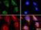 ATP Binding Cassette Subfamily E Member 1 antibody, NB400-116, Novus Biologicals, Immunocytochemistry image 
