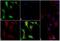 AKT1 Substrate 1 antibody, 701075, Invitrogen Antibodies, Immunofluorescence image 