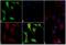 AKT1 Substrate 1 antibody, 701075, Invitrogen Antibodies, Immunofluorescence image 