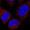 AKT1 Substrate 1 antibody, MAB6408, R&D Systems, Immunofluorescence image 