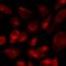 CD46 Molecule antibody, orb412019, Biorbyt, Immunofluorescence image 