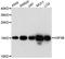 H3 Histone Family Member 3B antibody, A10220, ABclonal Technology, Western Blot image 
