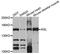 Amylo-Alpha-1, 6-Glucosidase, 4-Alpha-Glucanotransferase antibody, LS-C496762, Lifespan Biosciences, Western Blot image 