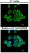 40S ribosomal protein S2 antibody, GTX114734, GeneTex, Immunofluorescence image 