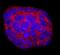 Teratocarcinoma-derived growth factor antibody, AF1538, R&D Systems, Immunofluorescence image 