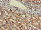Ubiquitin Protein Ligase E3A antibody, orb400244, Biorbyt, Immunohistochemistry paraffin image 