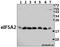 Eukaryotic Translation Initiation Factor 5A2 antibody, A05688Y127, Boster Biological Technology, Western Blot image 