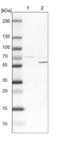 Sec1 Family Domain Containing 1 antibody, NBP1-88418, Novus Biologicals, Western Blot image 