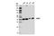 Cytosolic Iron-Sulfur Assembly Component 1 antibody, 87027S, Cell Signaling Technology, Western Blot image 