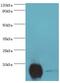 Complexin 2 antibody, LS-C377926, Lifespan Biosciences, Western Blot image 