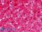 Aldehyde Dehydrogenase 5 Family Member A1 antibody, LS-B9002, Lifespan Biosciences, Immunohistochemistry paraffin image 