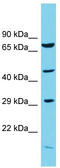 COP9 signalosome complex subunit 3 antibody, TA342586, Origene, Western Blot image 