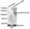 Mitogen-Activated Protein Kinase 6 antibody, AP0051, ABclonal Technology, Western Blot image 