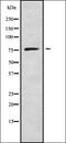Cell Growth Regulator With Ring Finger Domain 1 antibody, orb338153, Biorbyt, Western Blot image 