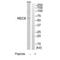 REC8 Meiotic Recombination Protein antibody, A04915, Boster Biological Technology, Western Blot image 