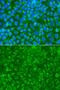 Striatin antibody, orb373724, Biorbyt, Immunocytochemistry image 