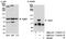 Karyopherin Subunit Beta 1 antibody, NB100-79806, Novus Biologicals, Western Blot image 