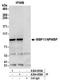 WW Domain Binding Protein 11 antibody, A304-855A, Bethyl Labs, Immunoprecipitation image 