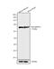 Junctophilin 1 antibody, 40-5100, Invitrogen Antibodies, Western Blot image 