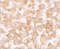 Transmembrane Protein 135 antibody, 7291, ProSci Inc, Immunohistochemistry paraffin image 