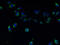 Transmembrane Protein 165 antibody, A61374-100, Epigentek, Immunofluorescence image 