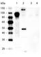 BPI Fold Containing Family B Member 1 antibody, orb107543, Biorbyt, Western Blot image 